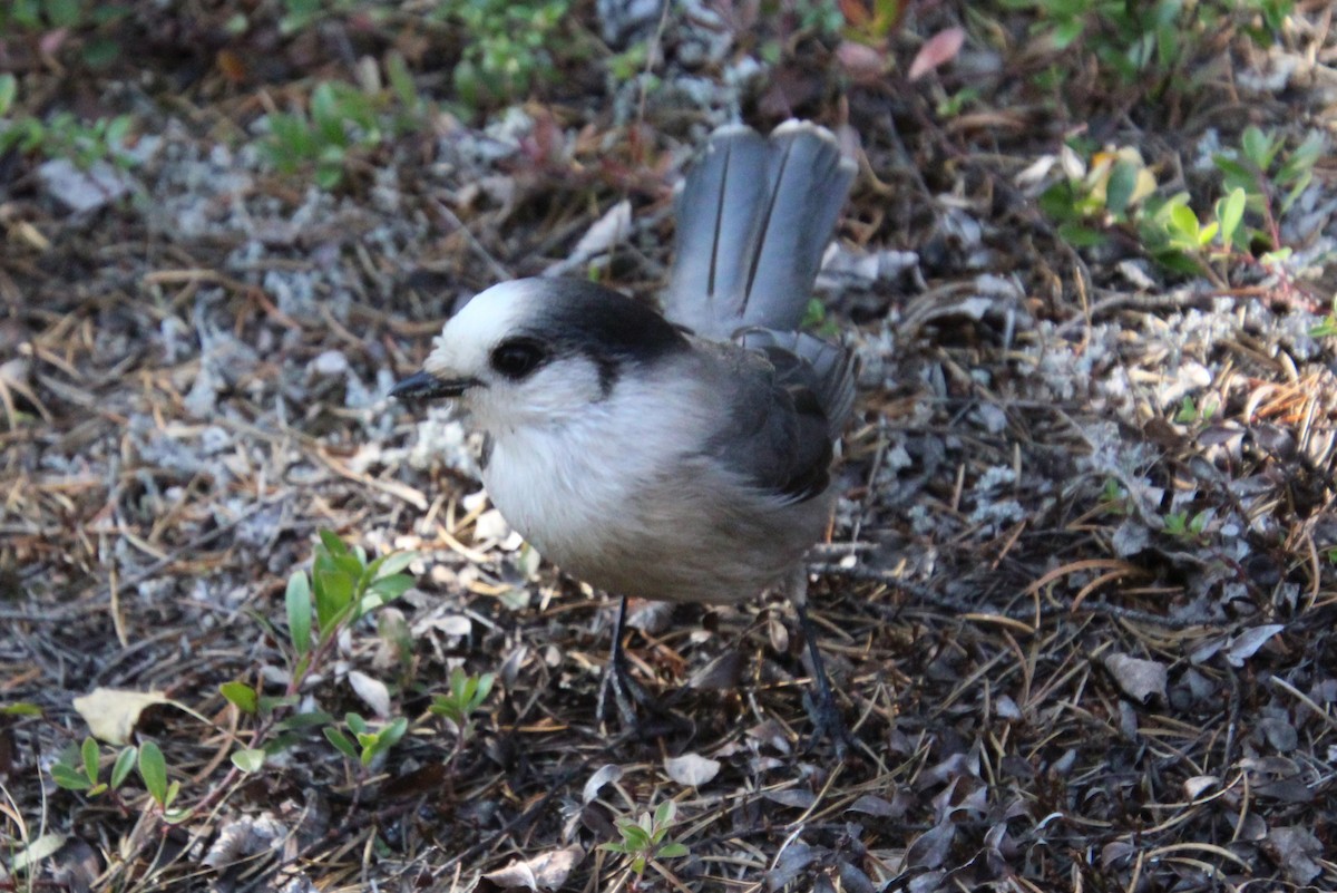 Canada Jay - ML609330358