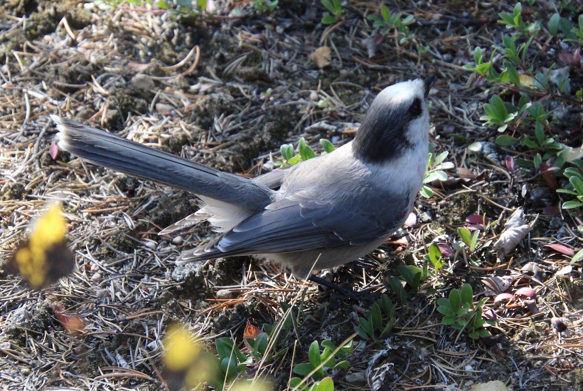 Canada Jay - ML609330363