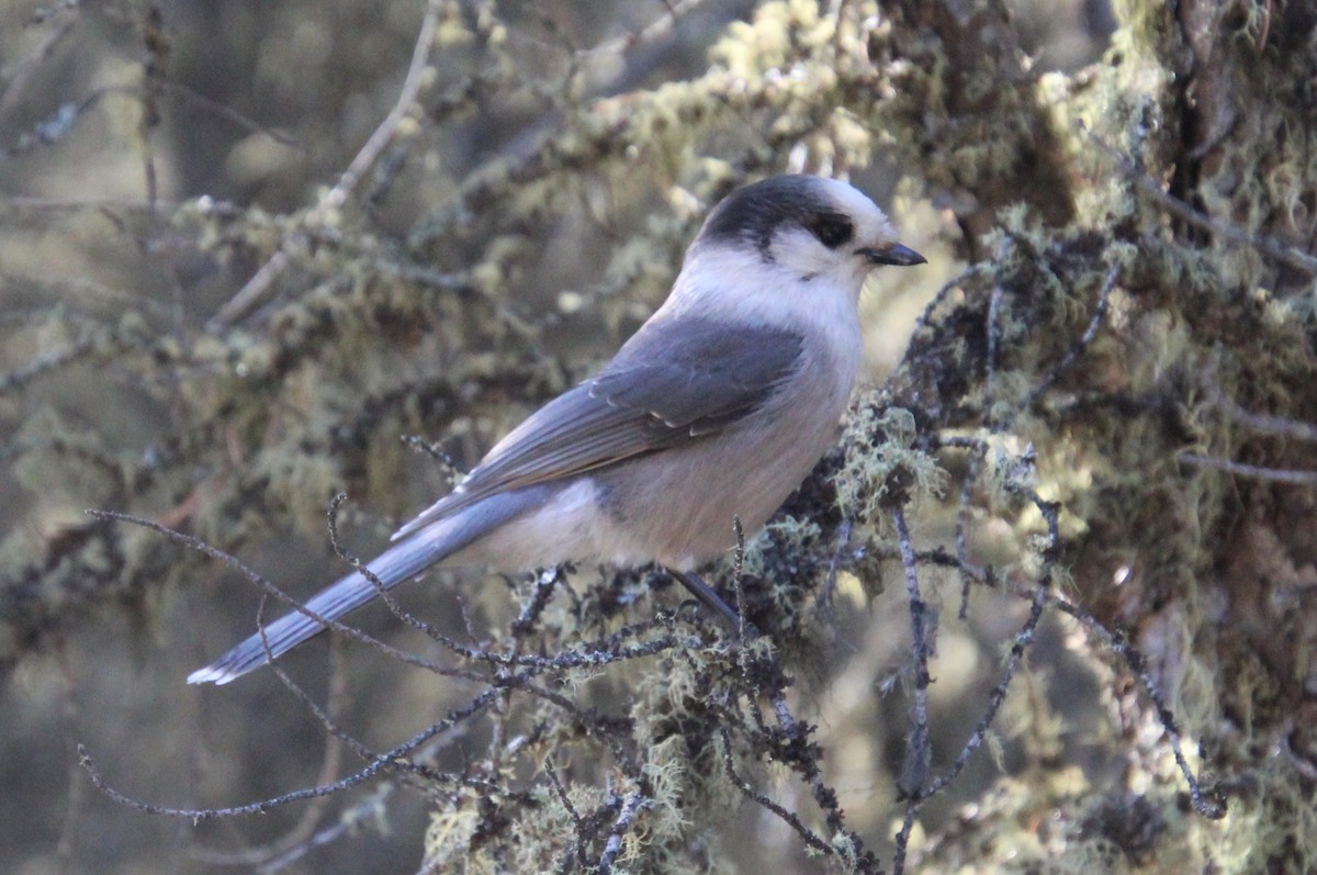 Canada Jay - ML609330366