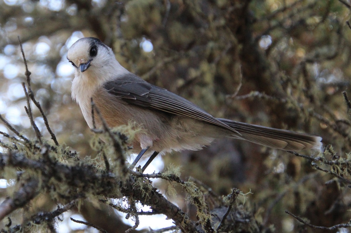 Canada Jay - ML609330371