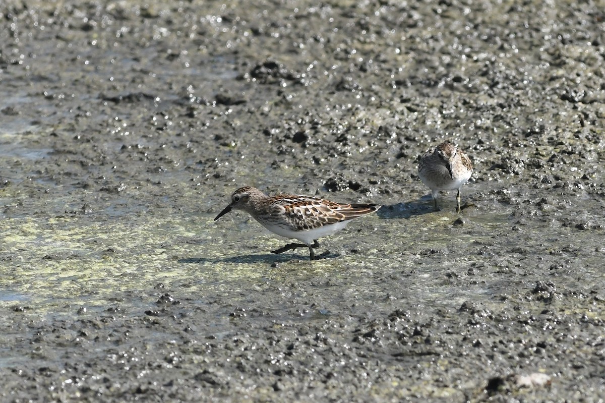 Least Sandpiper - ML609330426