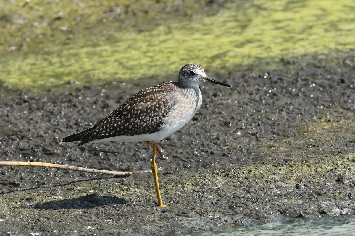 Lesser Yellowlegs - ML609330429