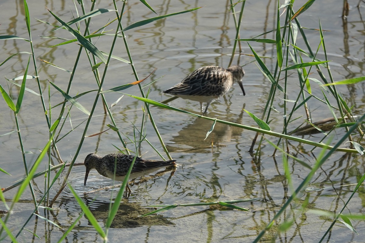 Graubrust-Strandläufer - ML609330451