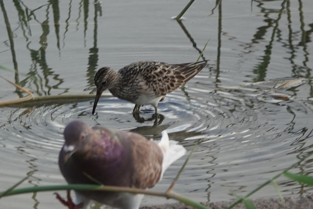 Graubrust-Strandläufer - ML609330463