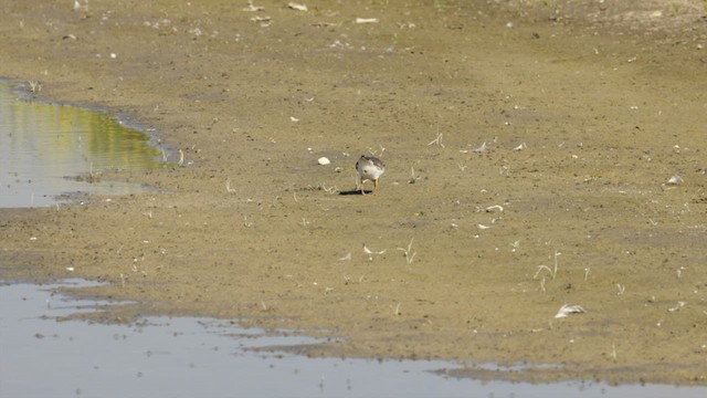 Common Ringed Plover - ML609330472