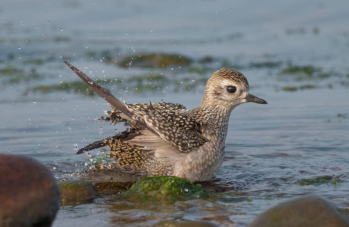 American Golden-Plover - Annie Lavoie