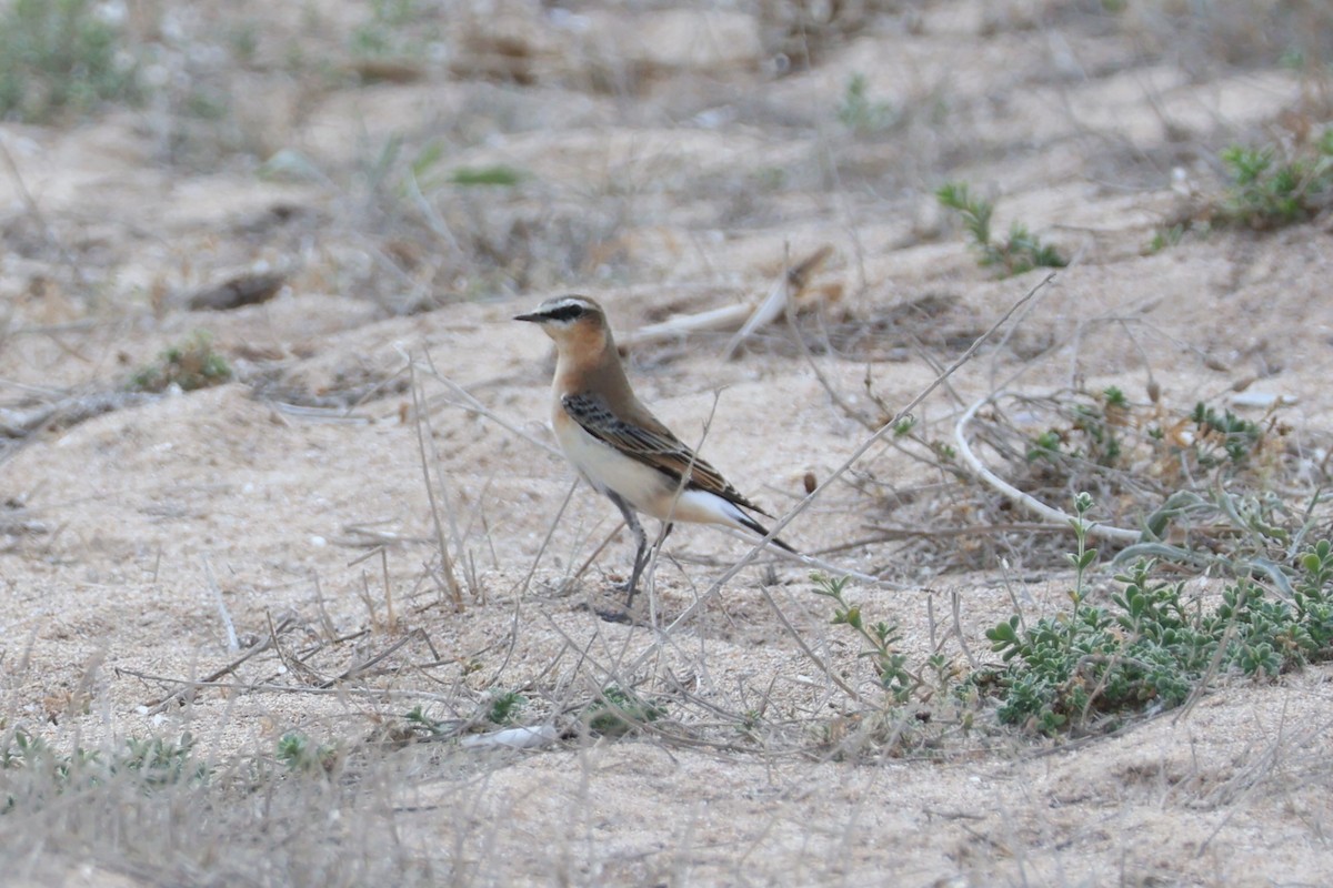 Northern Wheatear - Mathieu Soetens