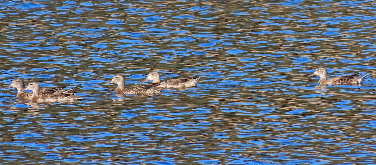 Blue-winged Teal - ML609330581