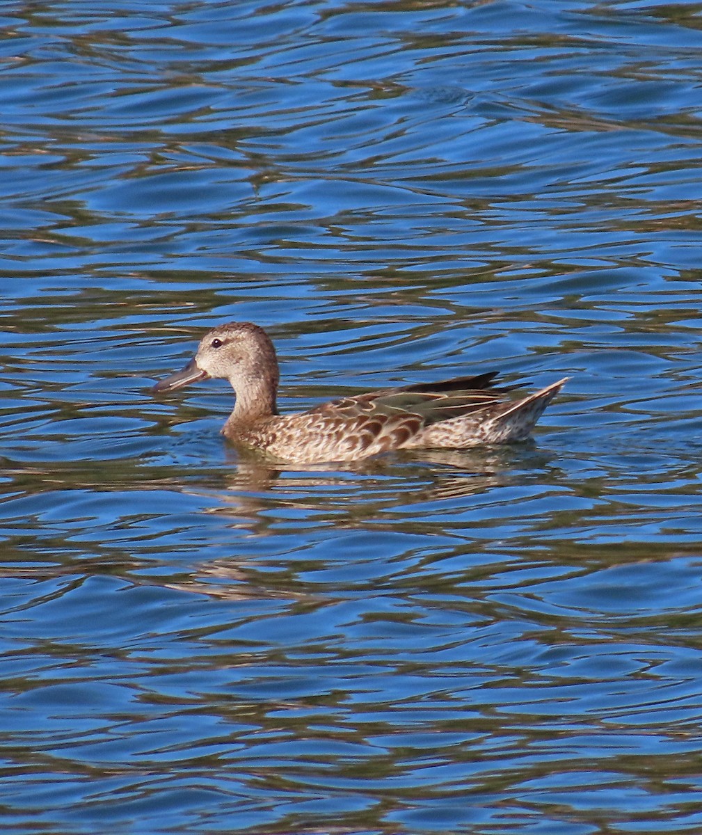 Blue-winged Teal - ML609330590