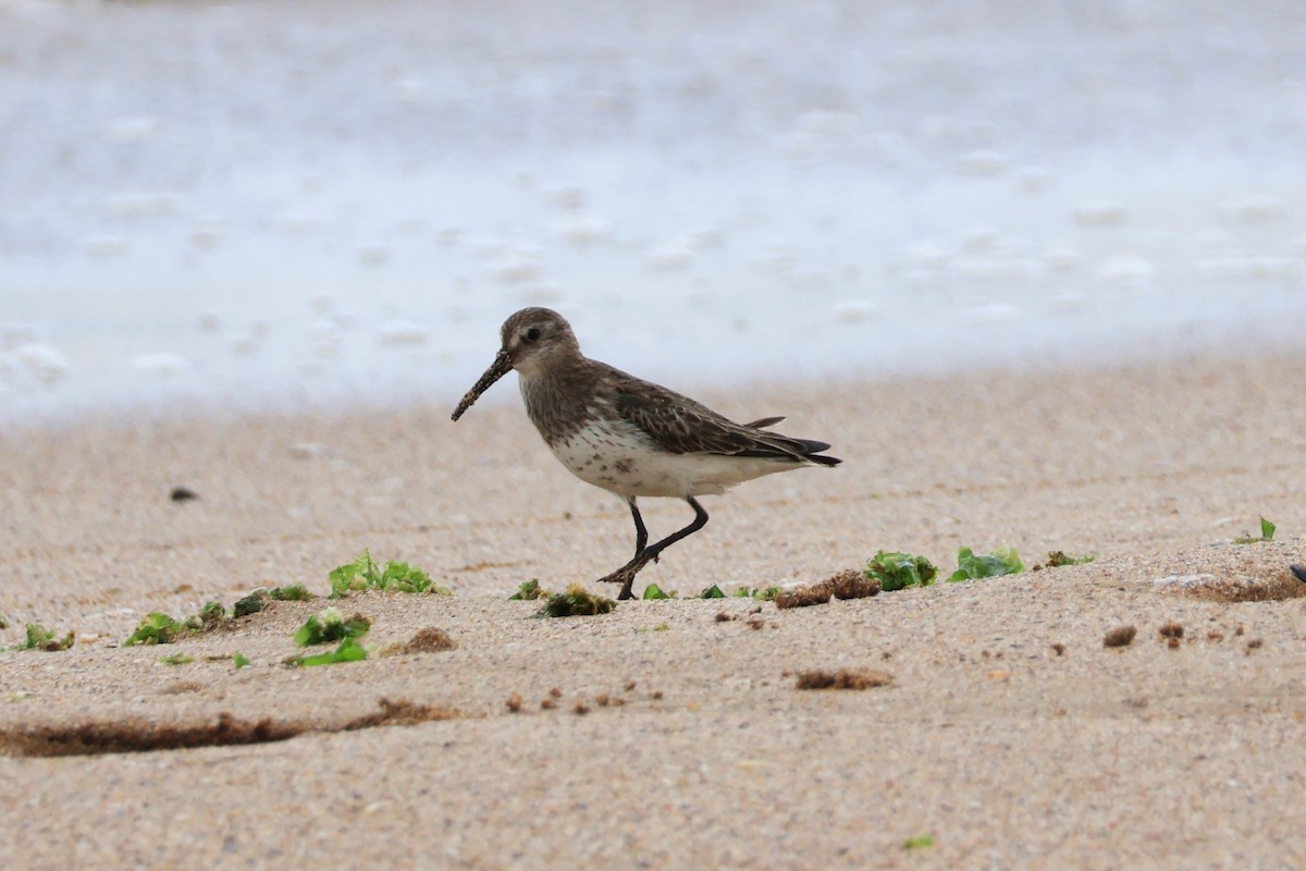 Dunlin - Mathieu Soetens