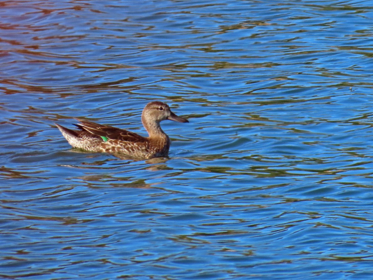 Green-winged Teal - ML609330645