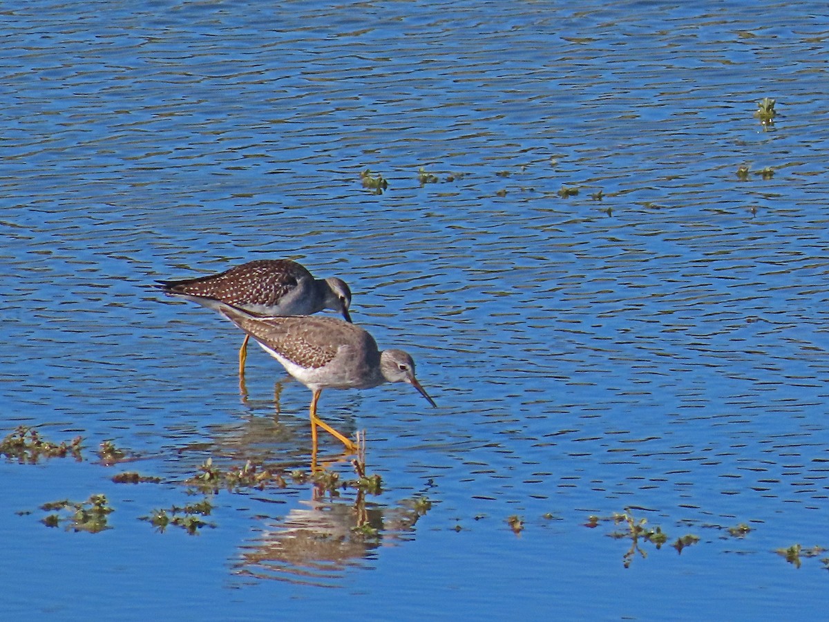 Lesser Yellowlegs - ML609330682