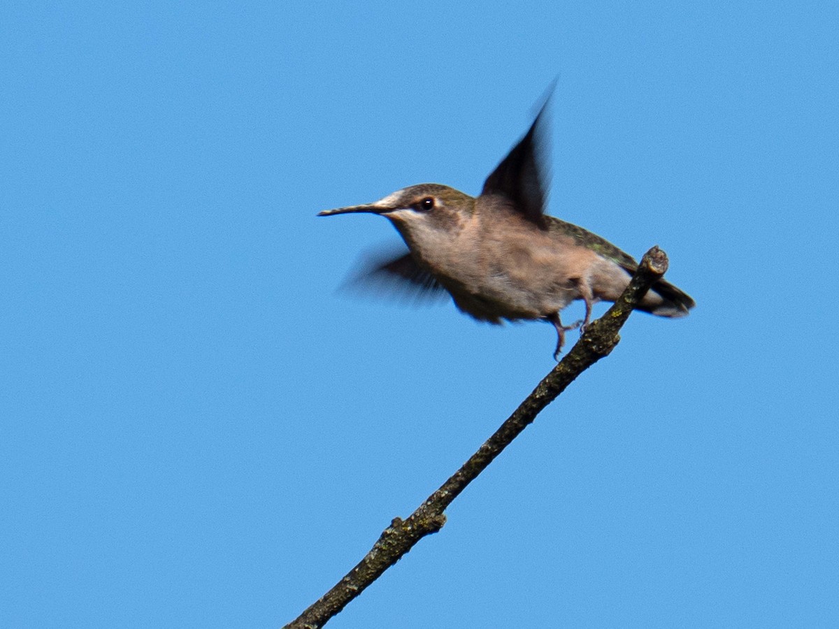 Ruby-throated Hummingbird - ML609330692