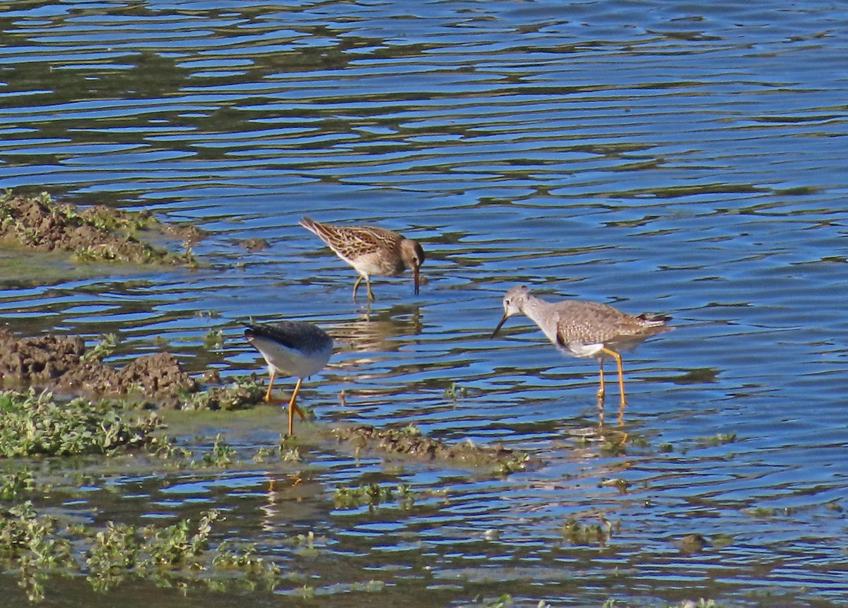 Pectoral Sandpiper - Tom Edell