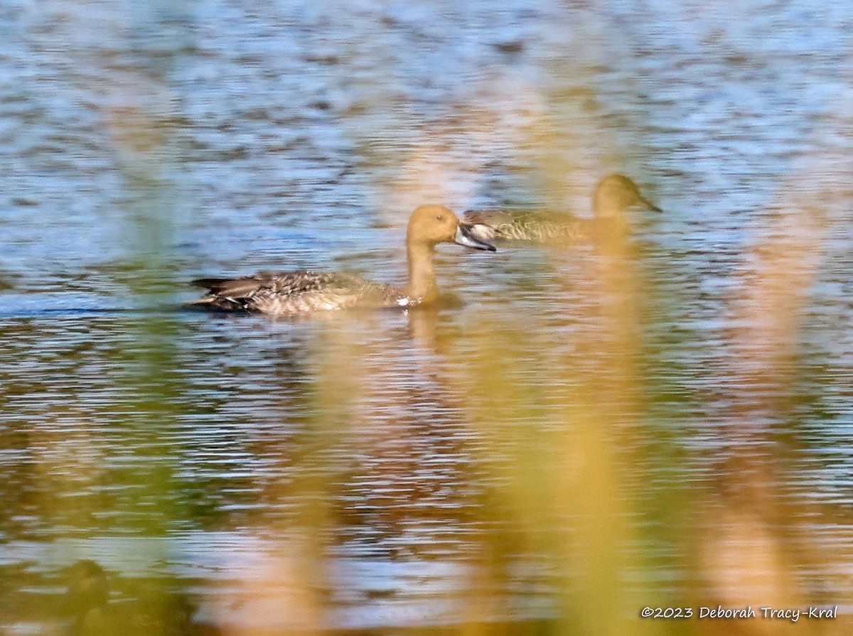 ostralka štíhlá - ML609330707