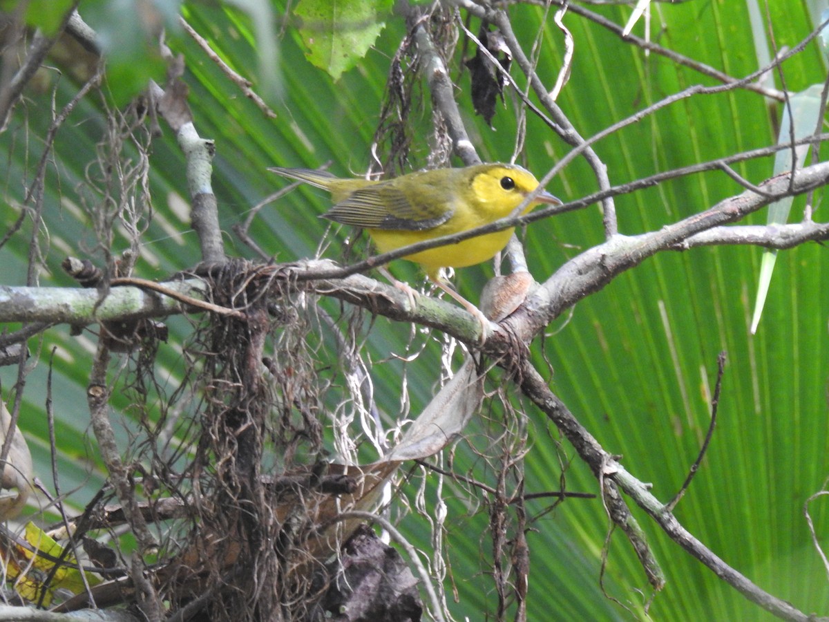 Hooded Warbler - David LaGrange