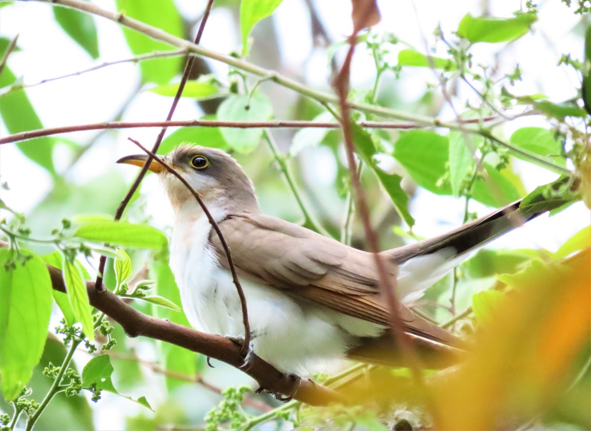 Yellow-billed Cuckoo - ML609330720