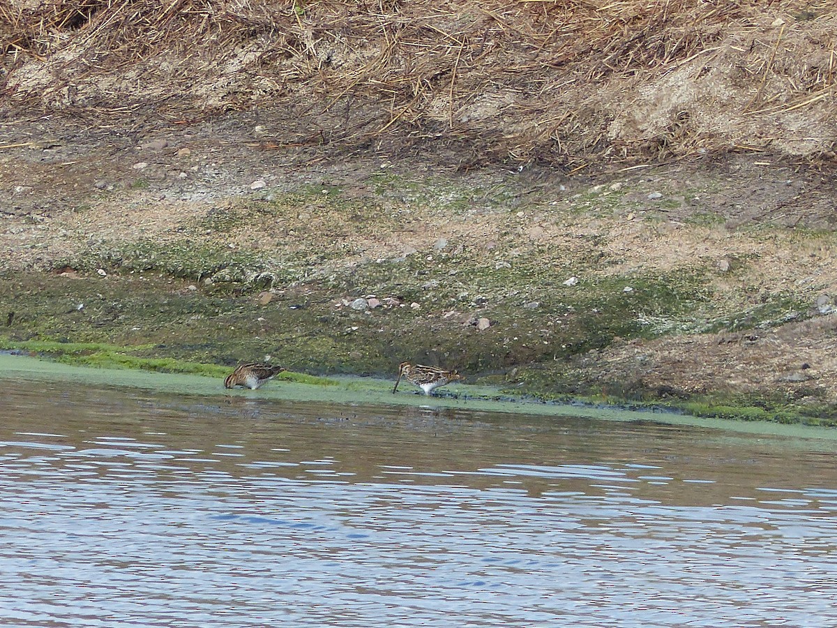 Wilson's Snipe - ML609330732