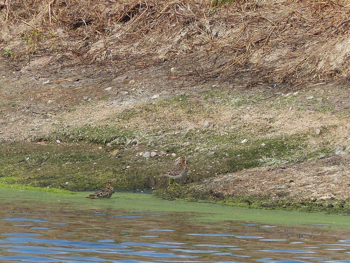 Wilson's Snipe - ML609330734