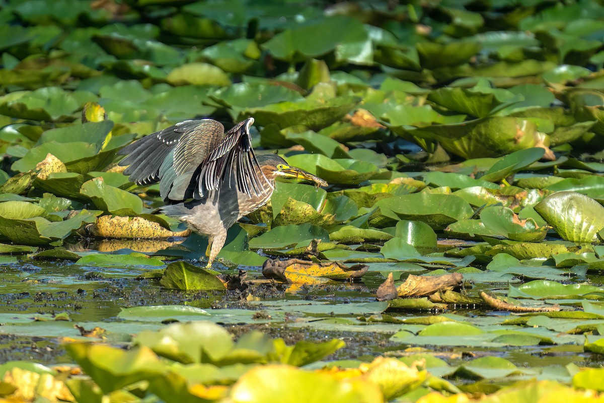 Green Heron - ML609330767