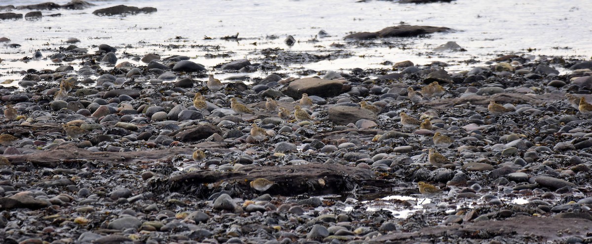 European Golden-Plover - ML609330872