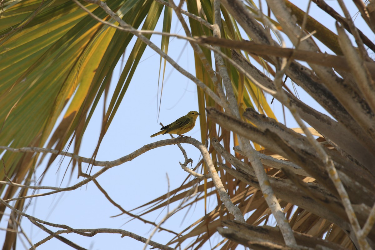 Yellow Warbler - ML609330952