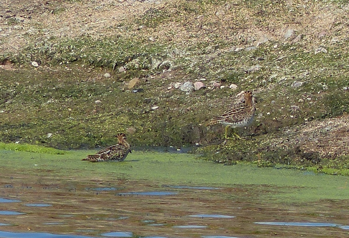 Wilson's Snipe - ML609331010