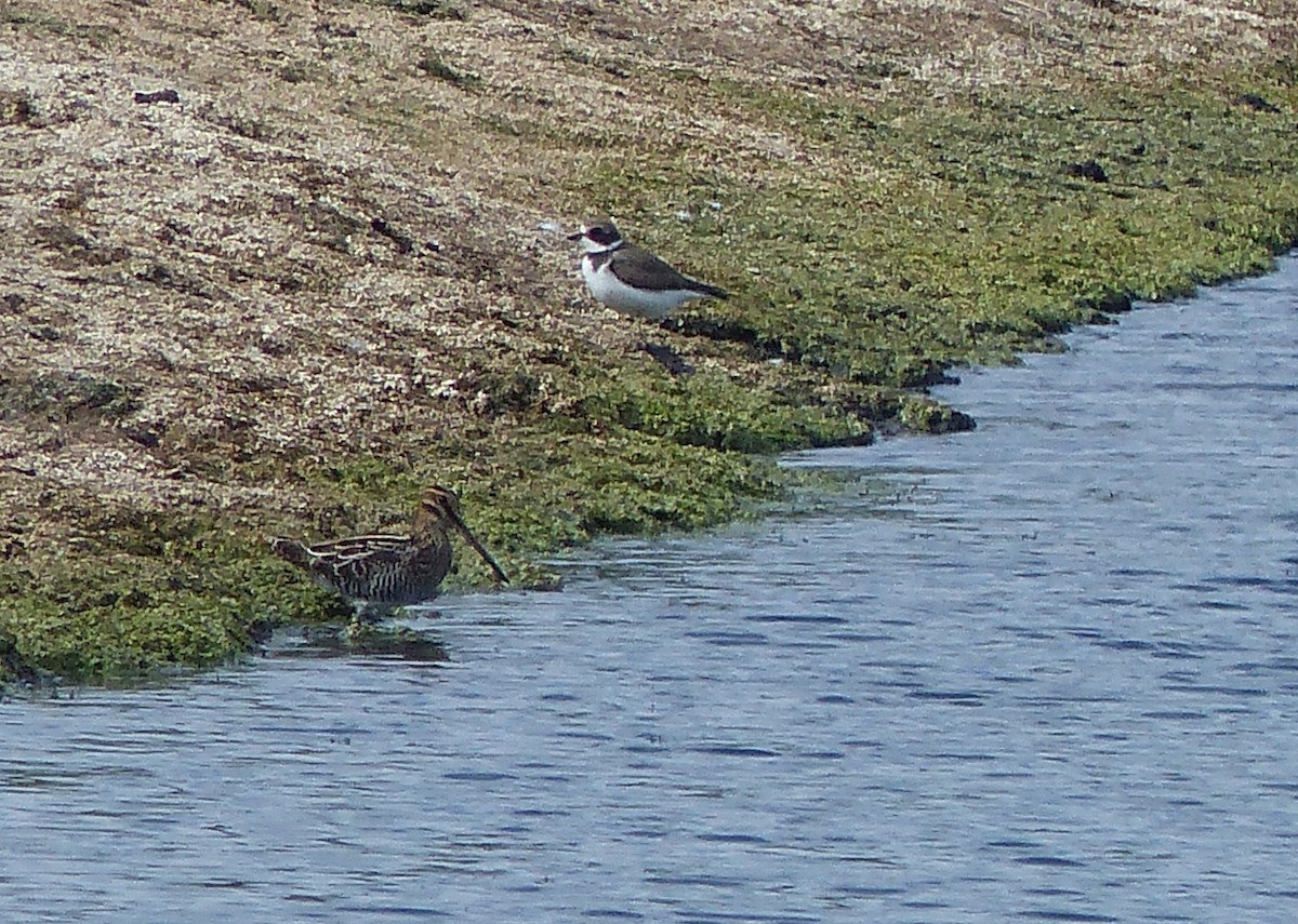 Wilson's Snipe - ML609331011