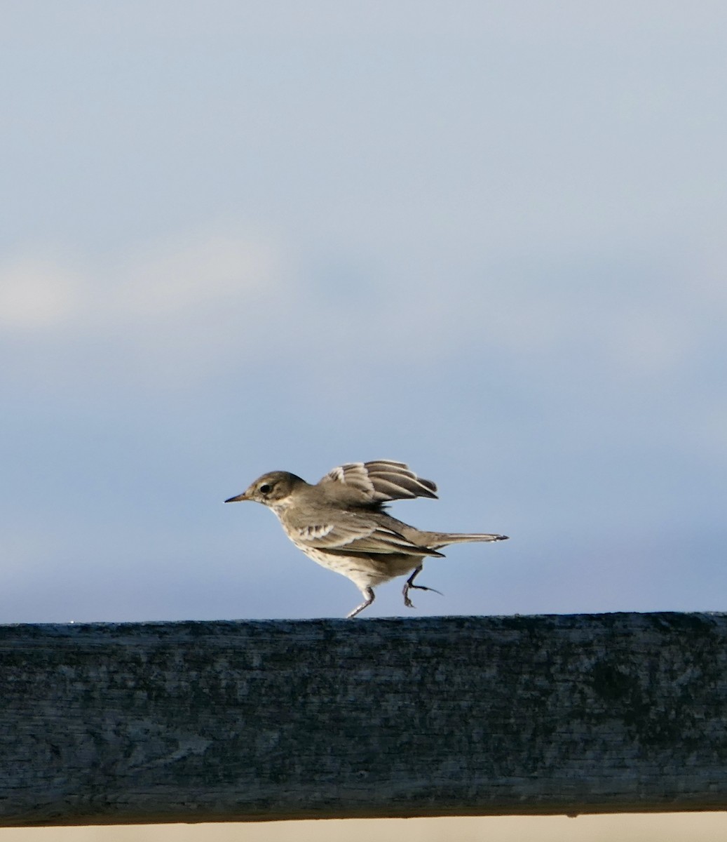 American Pipit - ML609331079