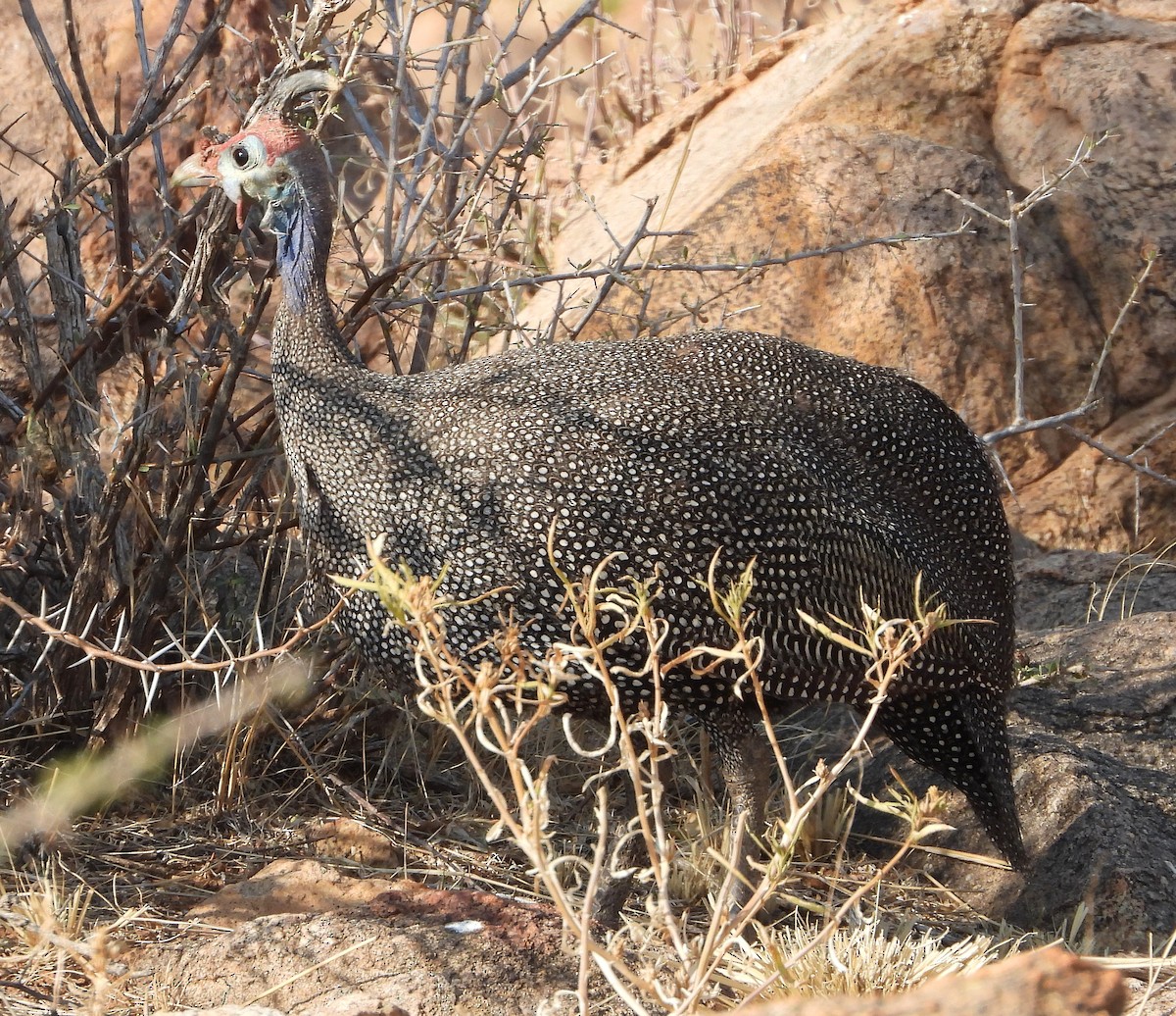 Helmeted Guineafowl - ML609331120