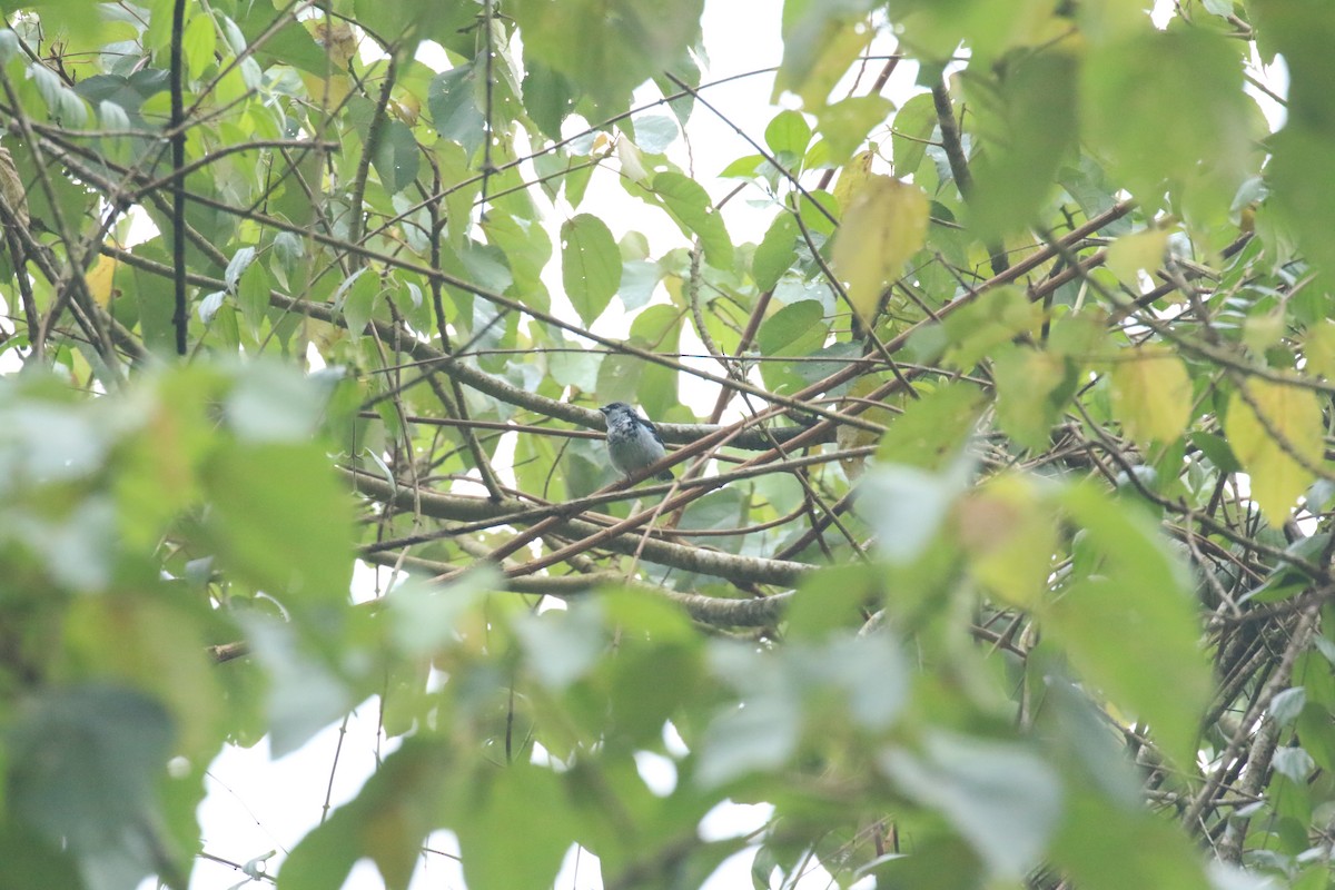 Azure-rumped Tanager - ML609331129