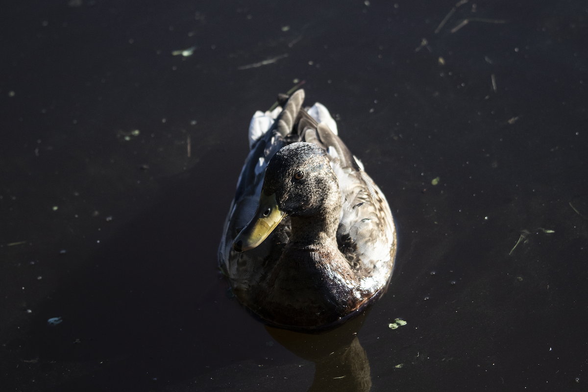 Mallard - ML609331138