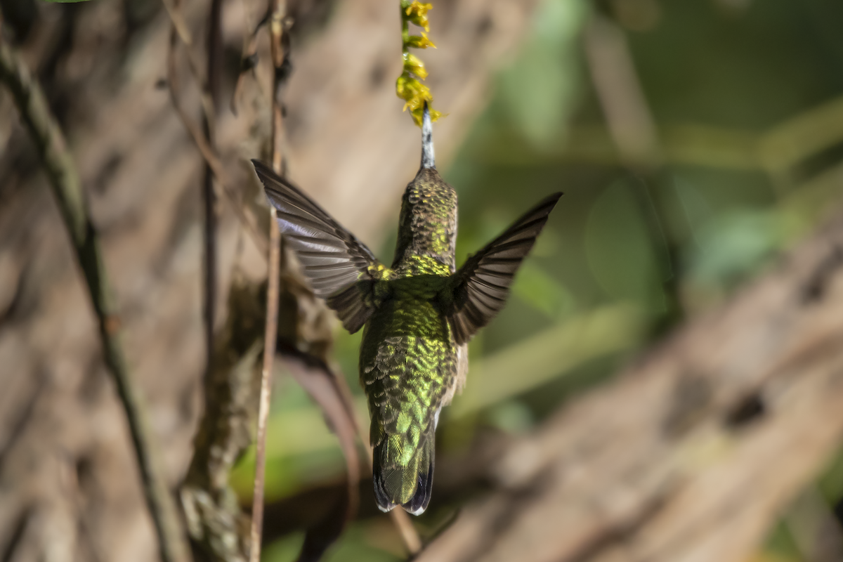 Ruby-throated Hummingbird - ML609331146