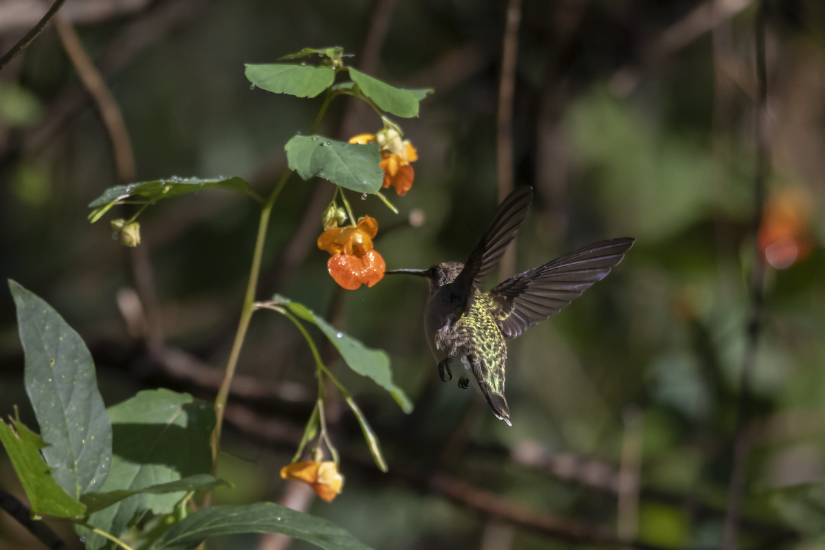 Ruby-throated Hummingbird - ML609331147