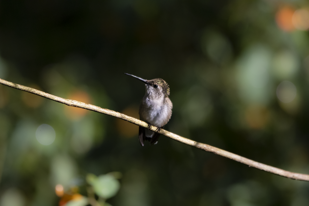 Ruby-throated Hummingbird - ML609331148