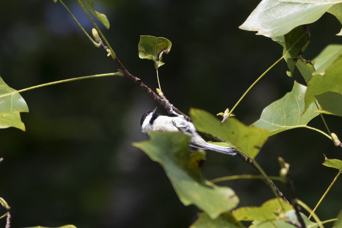 sýkora karolínská - ML609331153