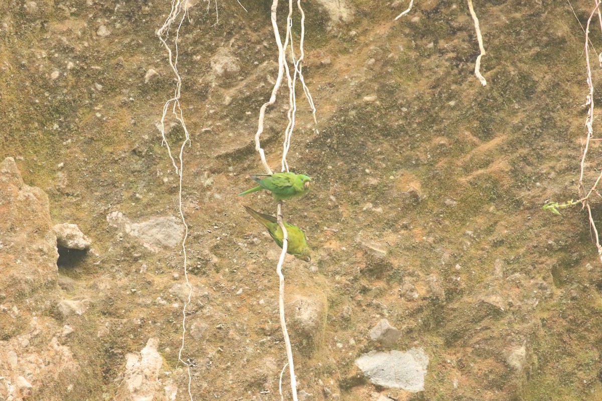 Pacific Parakeet - Rene Valdes 🦜