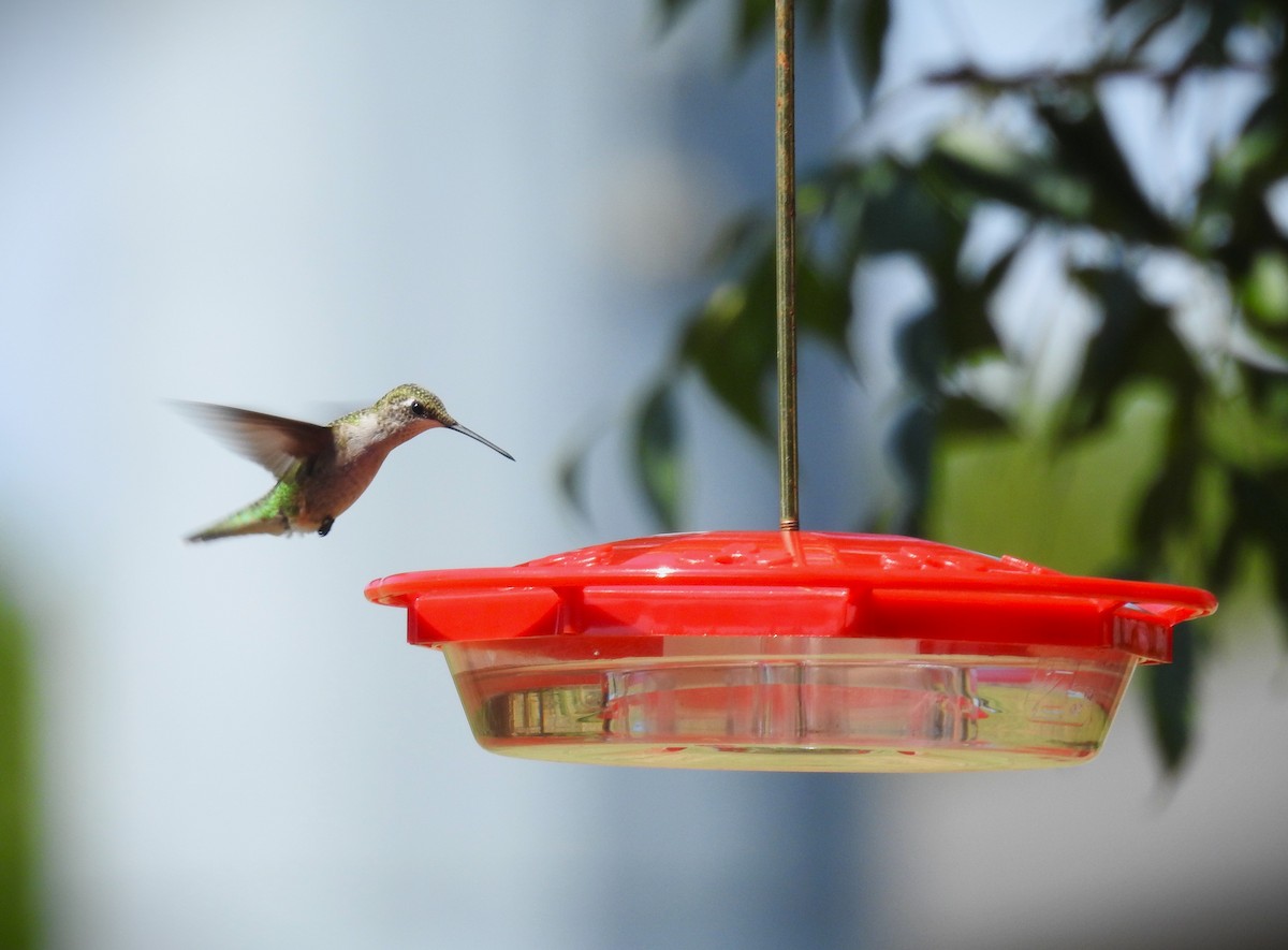 Ruby-throated Hummingbird - ML609331171