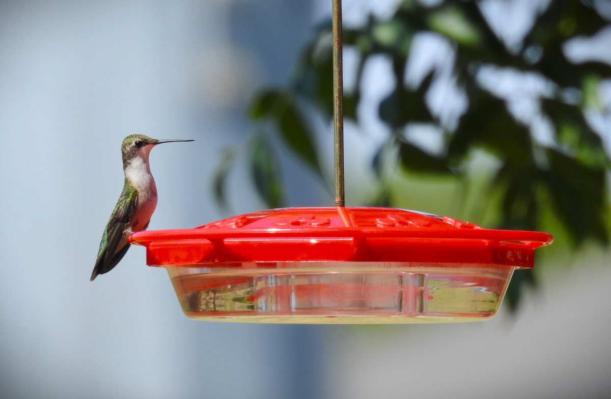 Ruby-throated Hummingbird - ML609331182