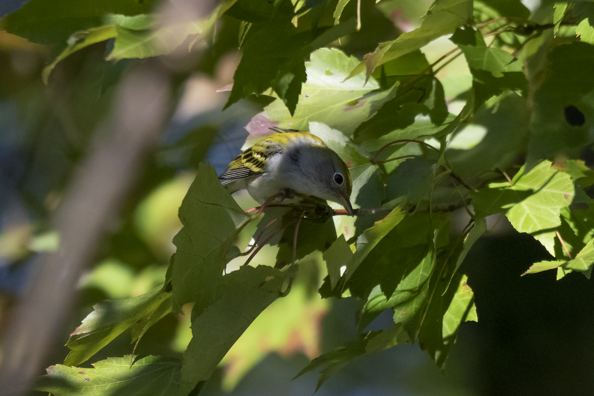 Chestnut-sided Warbler - ML609331204