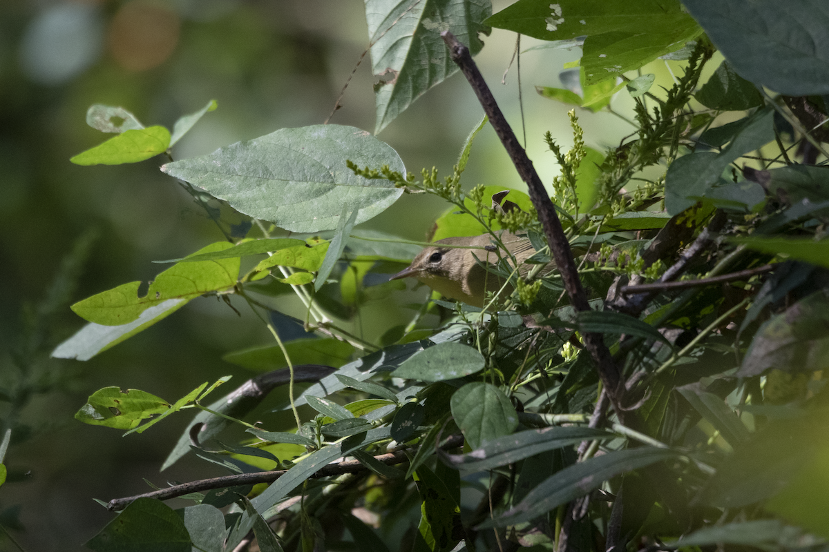 Common Yellowthroat - ML609331240