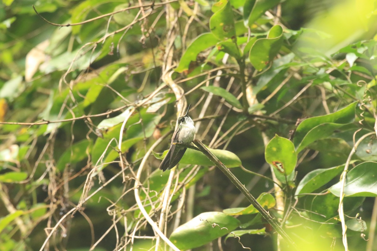 Green-throated Mountain-gem - Rene Valdes 🦜