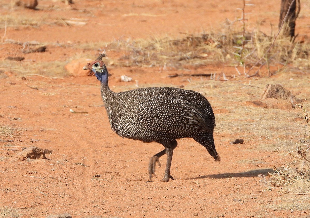 Helmeted Guineafowl - ML609331252