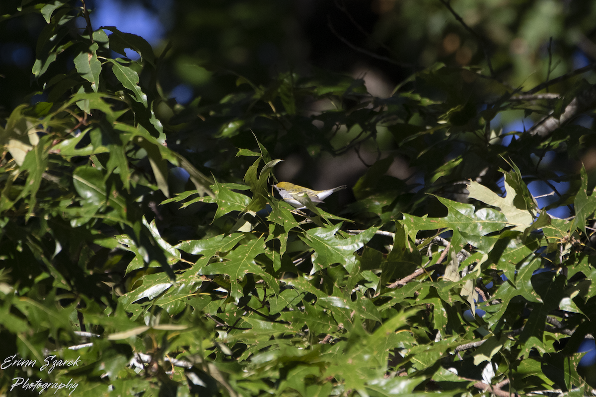 Chestnut-sided Warbler - ML609331260