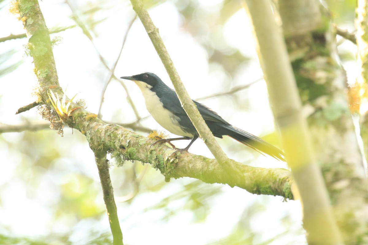 Blue-and-white Mockingbird - ML609331311