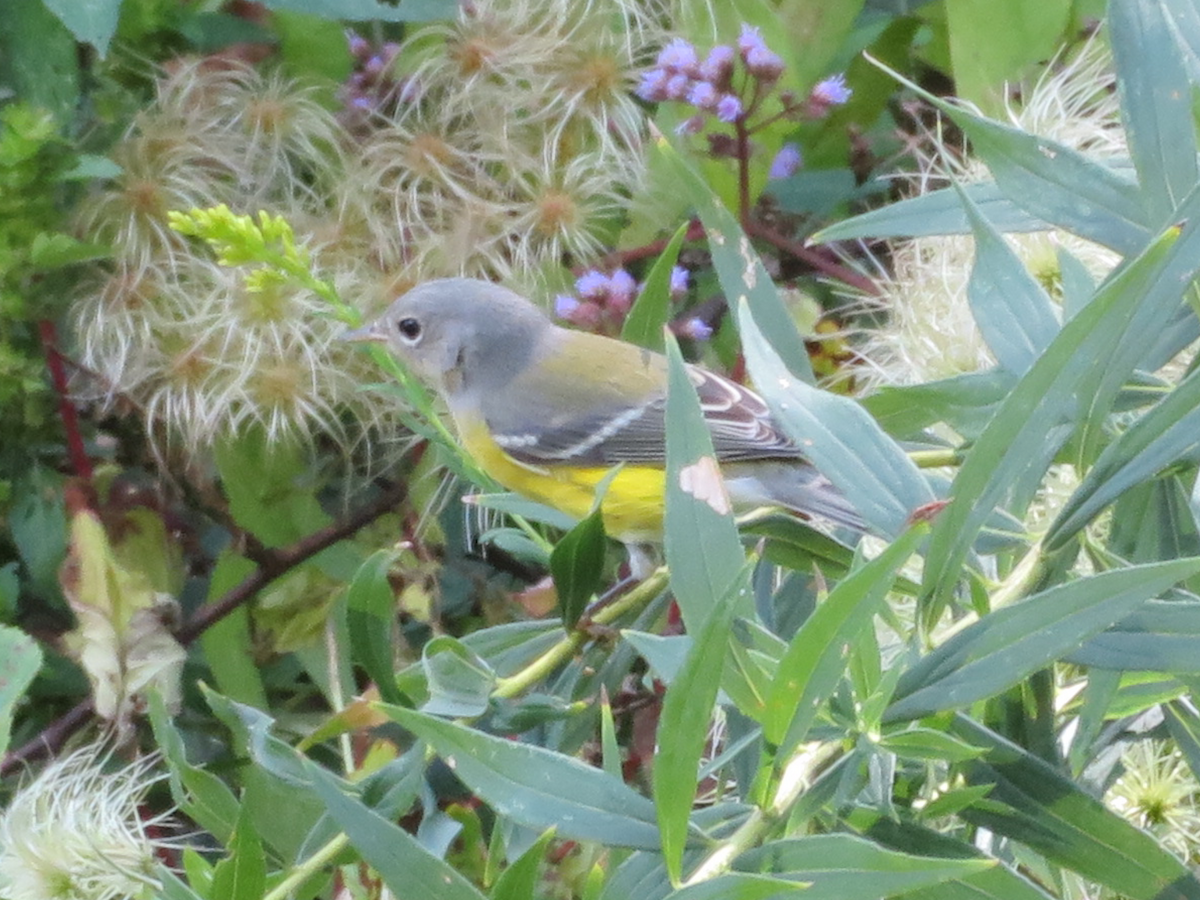 Magnolia Warbler - Randy Schultz