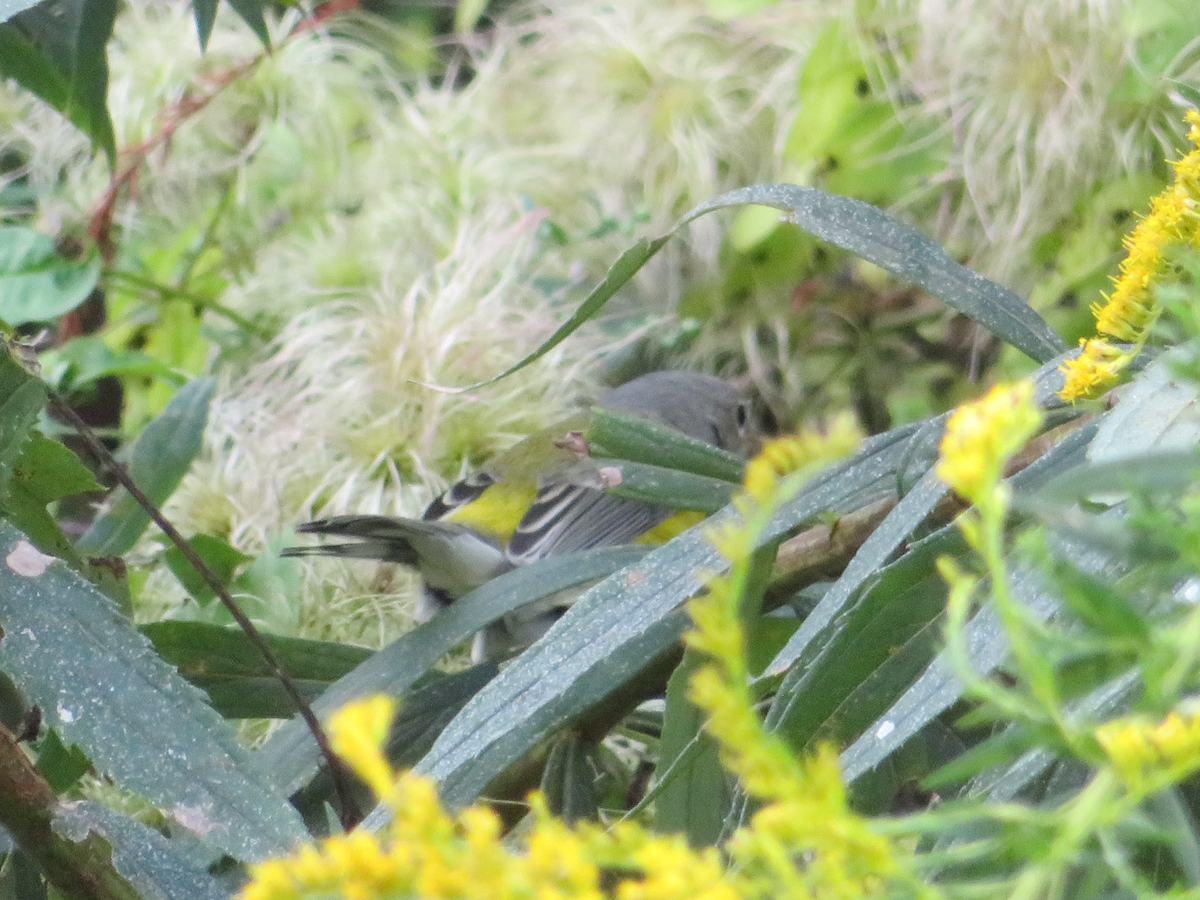 Magnolia Warbler - ML609331352