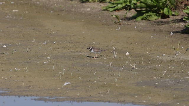 Common Ringed Plover - ML609331395