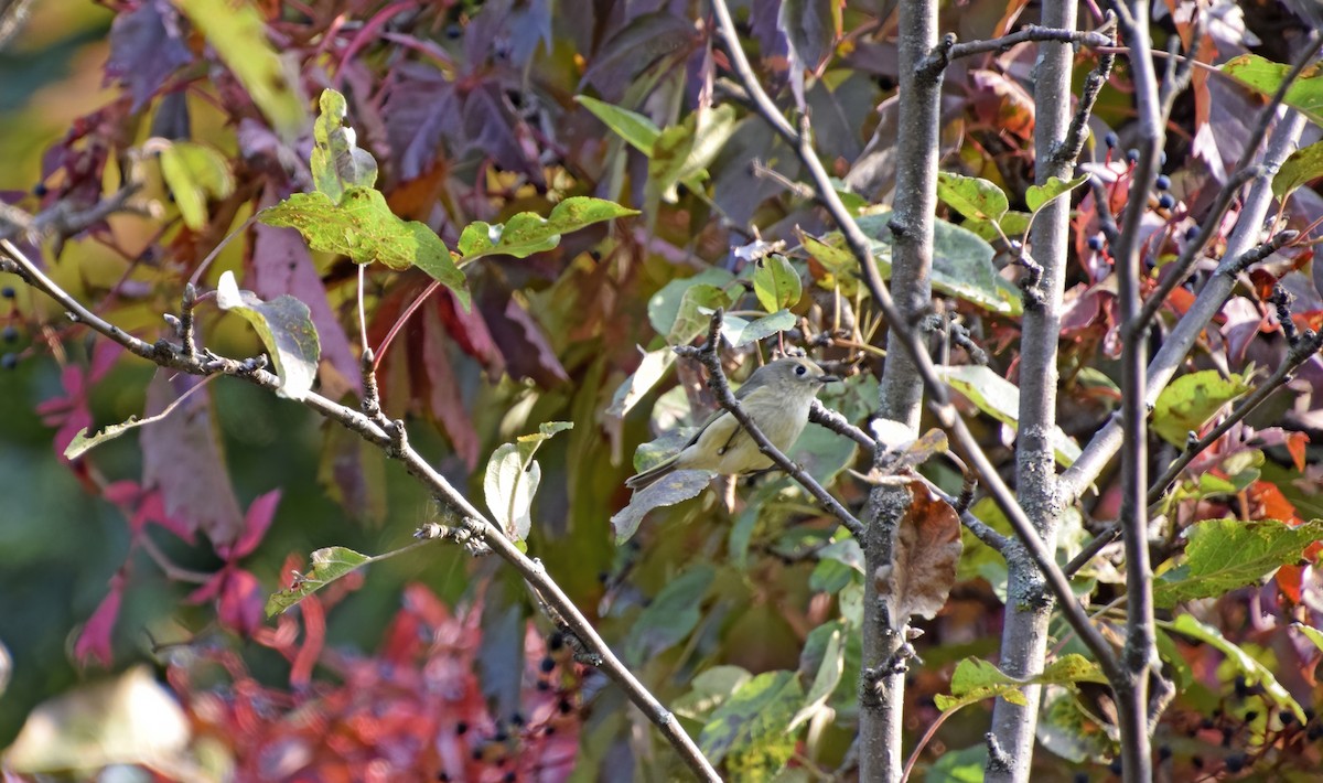 Ruby-crowned Kinglet - ML609331420