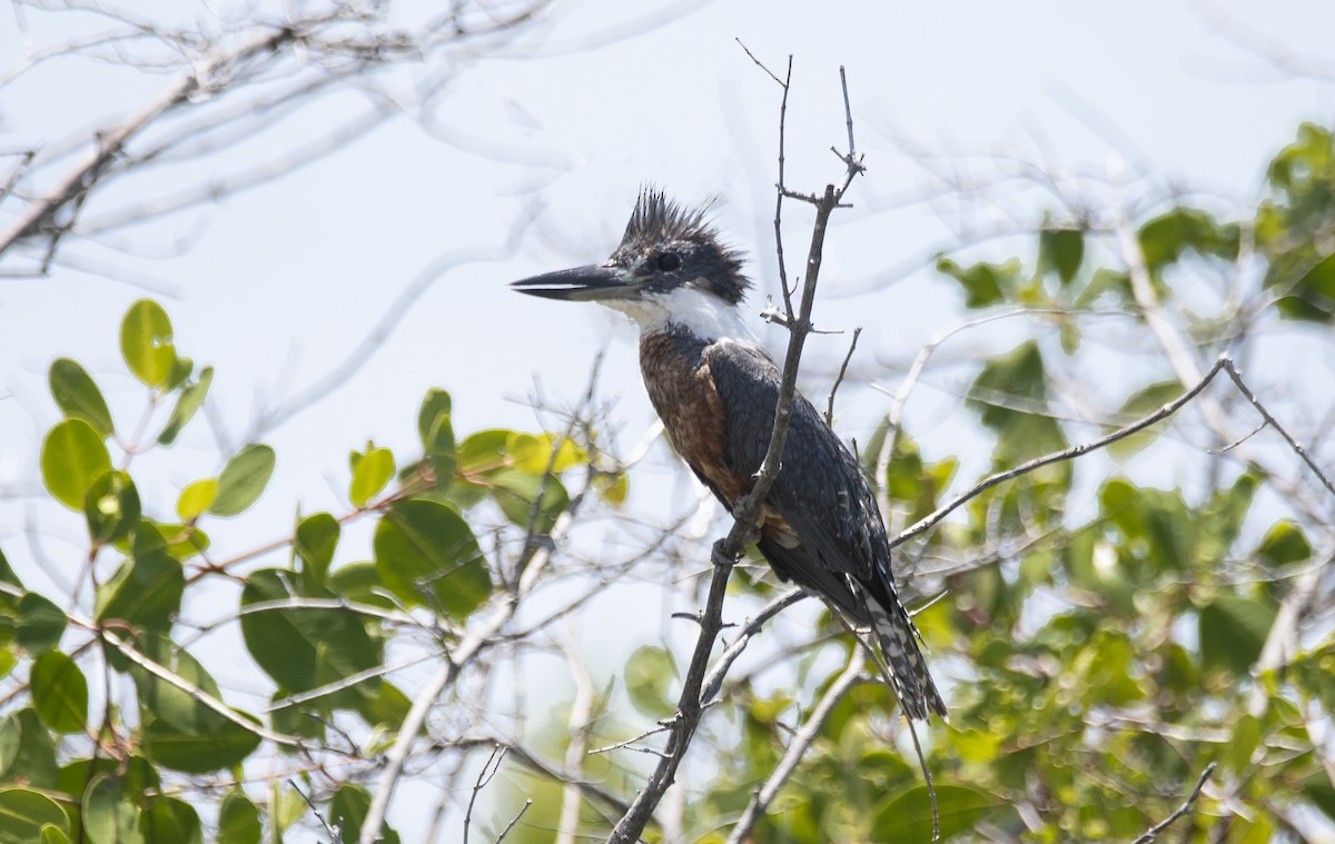 Martin-pêcheur à ventre roux - ML609331468